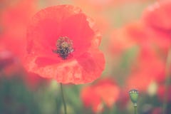 Poppies flower blossom. Beautiful wild field of red poppies with Stock Images Poppies flower blossom. Beautiful wild field of red poppies with Stock Images