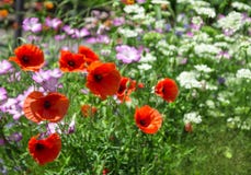 Poppies In Summer Garden Stock Photos Poppies In Summer Garden Stock Photos