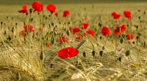 Poppies On A Field Royalty Free Stock Photos