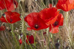 Poppy Royalty Free Stock Image Poppy Royalty Free Stock Image