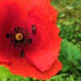Poppy stock photos Poppy stock photos