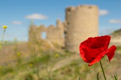 Poppy with castle in background royalty free stock photography Poppy with castle in background royalty free stock photography