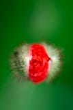 Poppy comes from the bud, rose bud royalty free stock photo Poppy comes from the bud, rose bud royalty free stock photo