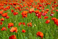 Poppy Field Stock Images