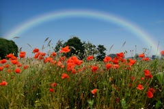 Rainbow over field  with wild poppies