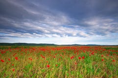 Poppy Field In Hungary Royalty Free Stock Images