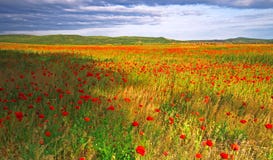 Poppy Field In Hungary Stock Image