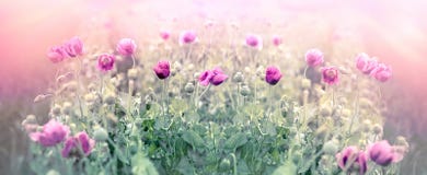 Poppy Flower, Selective And Soft Focus On Purple Poppy Flowers In Meadow Royalty Free Stock Photo