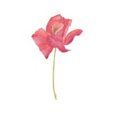 Poppy Flowers Blom- illustration för handattraktionvattenfärg stock illustrationer Poppy Flowers Blom- illustration för handattraktionvattenfärg stock illustrationer