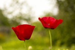 Two poppies on a blurred background. royalty free stock photos Two poppies on a blurred background. royalty free stock photos
