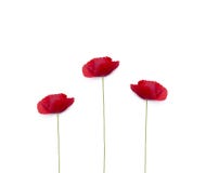 Poppy Flowers op witte achtergrond, bloemenpatroon wordt geïsoleerd dat stock foto Poppy Flowers op witte achtergrond, bloemenpatroon wordt geïsoleerd dat stock foto