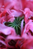 poppy kwiatów zdjęcie royalty free poppy kwiatów zdjęcie royalty free