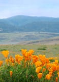 Poppy Landscape Stock Image Poppy Landscape Stock Image