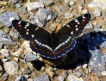 Populieradmiraal, Limenitis-populi stock foto's Populieradmiraal, Limenitis-populi stock foto's