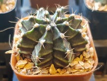 Populäre Zimmerpflanzeelemente und Succulentsrosettenvielzahl einschließlich realistische Sammlung des Nadelkissenkaktus stockfotos Populäre Zimmerpflanzeelemente und Succulentsrosettenvielzahl einschließlich realistische Sammlung des Nadelkissenkaktus stockfotos