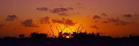 Por do sol australiano de Bush Fotografia de Stock Por do sol australiano de Bush Fotografia de Stock