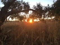Por do sol na paisagem australiana do arbusto Imagem de Stock Por do sol na paisagem australiana do arbusto Imagem de Stock