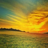 Por do sol do ouro imagem de stock royalty free Por do sol do ouro imagem de stock royalty free