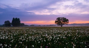 Por do sol surpreendente sobre o campo de narcisos amarelos selvagens amarelos bonitos Fotos de Stock Por do sol surpreendente sobre o campo de narcisos amarelos selvagens amarelos bonitos Fotos de Stock