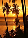 Por do sol tropical com silhueta das palmeiras. fotografia de stock Por do sol tropical com silhueta das palmeiras. fotografia de stock