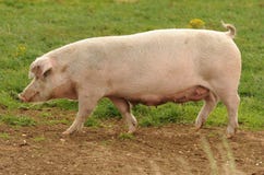 Porc photo libre de droits Porc photo libre de droits