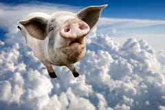 Porc de vol photographie stock libre de droits Porc de vol photographie stock libre de droits