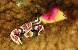 Porcelain Crab royalty free stock images Porcelain Crab royalty free stock images