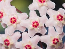 Porcelainflower ou usine de cire Hoya Carnosa fleurit avec le macro de baisses de nectar, le foyer sélectif, DOF peu profond image stock Porcelainflower ou usine de cire Hoya Carnosa fleurit avec le macro de baisses de nectar, le foyer sélectif, DOF peu profond image stock