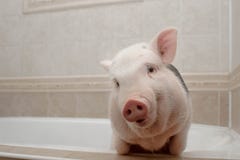 Porcellino sveglio nel bagno fotografia stock Porcellino sveglio nel bagno fotografia stock
