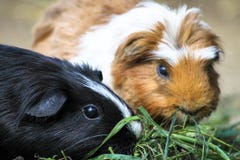 Porcellus Cavia 2 отечественное морских свинок, также известное как cavy, есть зеленую траву стоковые фото Porcellus Cavia 2 отечественное морских свинок, также известное как cavy, есть зеленую траву стоковые фото