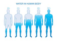 Porcentaje de la diferencia del agua en el cuerpo humano ilustración del vector Porcentaje de la diferencia del agua en el cuerpo humano ilustración del vector