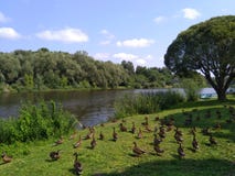 Porciones de patos que caminan en el parque foto de archivo libre de regalías Porciones de patos que caminan en el parque foto de archivo libre de regalías