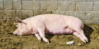 Porco Que Dorme Na Luz Do Sol Foto De Stock Imagem De Dorme Porco 53062536