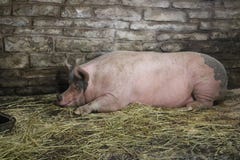 Porco Que Dorme No Celeiro Imagem De Stock Imagem De Porco 100765265