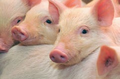 Porcs Porcs