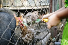 Porcs et poulets vietnamiens de alimentation à la ferme photographie stock libre de droits Porcs et poulets vietnamiens de alimentation à la ferme photographie stock libre de droits