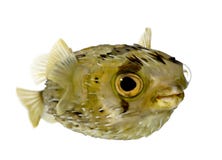 porcupinefish da Longo-espinha fotos de stock royalty free porcupinefish da Longo-espinha fotos de stock royalty free