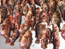 Porcus del Scorpaena de los pescados de escorpión en el contador del pescador foto de archivo libre de regalías Porcus del Scorpaena de los pescados de escorpión en el contador del pescador foto de archivo libre de regalías