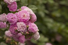 Porpora e rosa rosa, rosa romantica fotografia stock libera da diritti Porpora e rosa rosa, rosa romantica fotografia stock libera da diritti