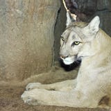 A Mountain Lion in its Den Portrait Royalty Free Stock Image A Mountain Lion in its Den Portrait Royalty Free Stock Image