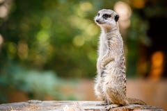 Portrait of an African meerkat