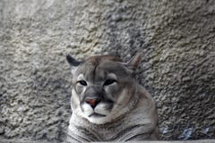 animal puma gris