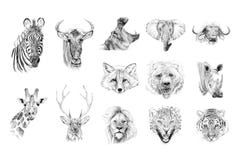 Portrait of animals drawn by hand in pencil
