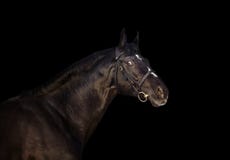 a portrait of beautiful black holshteiner horse isolated on black royalty free stock images a portrait of beautiful black holshteiner horse isolated on black royalty free stock images