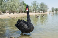 Portrait of beautiful black swan standing in the lake Stock Photos Portrait of beautiful black swan standing in the lake Stock Photos