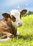 Portrait of a beautiful cow on the grass