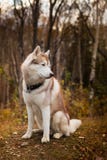 Portrait of Beige Siberian husky dog is sitting on the hill in the fall forest. Portrait of red and white Siberian husky dog is sitting on the hill in the bright Stock Image Portrait of Beige Siberian husky dog is sitting on the hill in the fall forest. Portrait of red and white Siberian husky dog is sitting on the hill in the bright Stock Image
