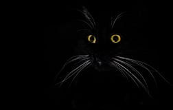 Black cat in a dark room stock illustration. Image of darkness - 8346446