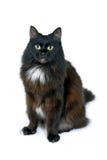 Portrait of black cat is sitting on white background. Studio portrait of black cat is sitting on white background looting at camera, is isolated on white Stock Photography Portrait of black cat is sitting on white background. Studio portrait of black cat is sitting on white background looting at camera, is isolated on white Stock Photography