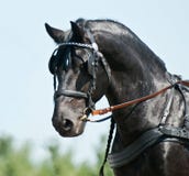 Portrait black friesian horse carriage driving royalty free stock photography Portrait black friesian horse carriage driving royalty free stock photography